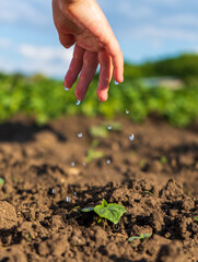 Water dripping from the fingers of a little girl on a plant. Hand nurturing and watering young baby plants growing