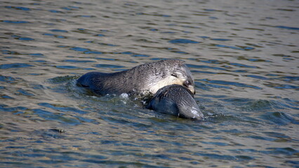 Obraz premium Antarctic fur seal (Arctocephalus gazella) pups playing in a lagoon at Jason Harbor, South Georgia Island