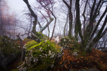 Gloomy autumn day in the forest