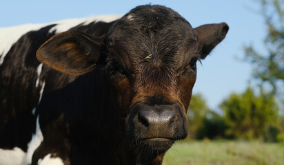 Cute and funny face of bull calf close up on Texas beef ranch.