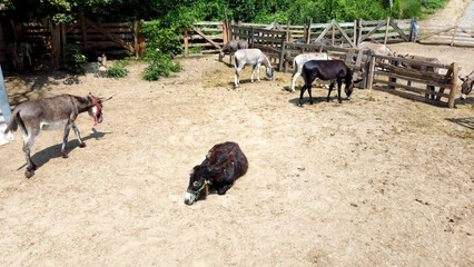 Donkey farm. Aerial drone view flight over many donkeys standing and lying in corral on donkey...