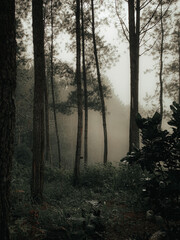 Panorama of foggy forest. Fairy tale spooky looking woods in a misty day.