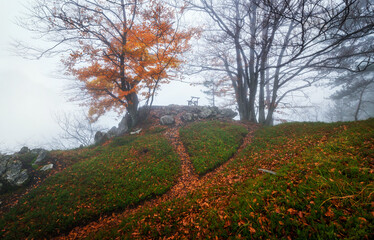 Gloomy autumn day in the forest