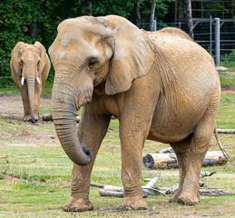 Fototapeta na wymiar African Elephant at a zoo in Birmingham Alabama.