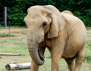 Fototapeta na wymiar African Elephant in zoo setting in Birmingham Zoo.