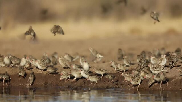 Low angle view of a large flock of red-billed queleas drinking at a waterhole, Mashatu Botswana. 