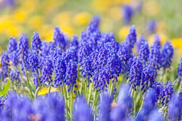 Traubenhyazinthen (Muscari)