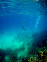 Fototapeta na wymiar free diving and snorkeling in the caribbean sea, Venezuela