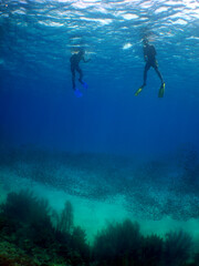 free diving and snorkeling in the caribbean sea, Venezuela