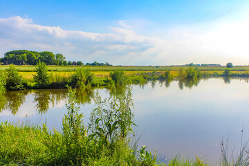 Bog moor swamp pond river lake green plants forest Germany.