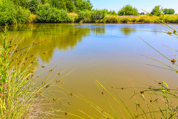 Bog moor swamp pond river lake green plants forest Germany.