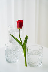 red tulip with green leaves near faceted glasses of water on white background.