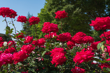 薔薇園の赤い薔薇