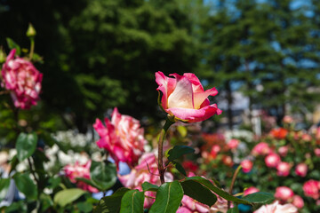 赤色系の花をつける薔薇