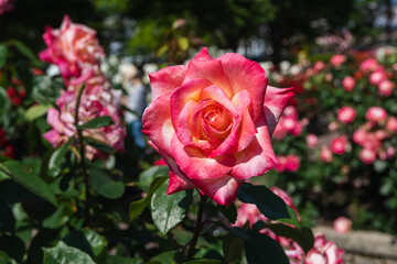 赤色系の花をつける薔薇