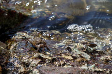 Fototapeta premium 瀬戸内海の海にいたイソガニ