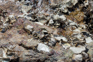 貝殻のついた海の岩