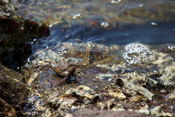 瀬戸内海の海にいたイソガニ