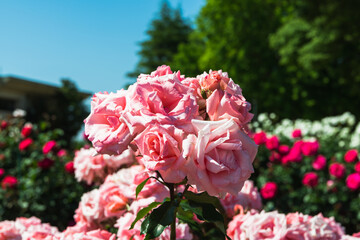 ピンクのバラの花