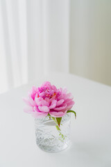 crystal glass with water and fresh pink peony on white tabletop and grey background.
