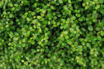 丸い葉の観葉植物　ソレイロリア