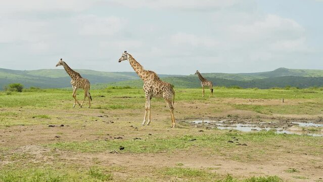 Giraffen im Naturreservat im Hluhluwe Nationalpark S&uuml;dafrika