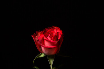 Scarlet rose on a black background. One beautiful flower. rose variety