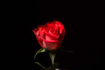 Scarlet rose on a black background. One beautiful flower. rose variety