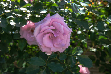 薔薇園の薄紫色の薔薇の花