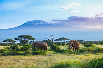 Elephants and Kilimanjaro - obrazy, fototapety, plakaty