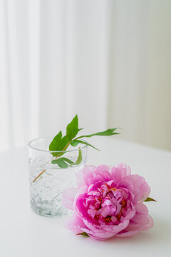 pink peony near glass with water and green leaves on white surface and grey background.