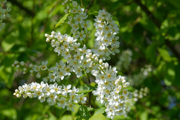 Flowers of Prunus padus, known as bird cherry, hackberry, hagberry, or Mayday tree.