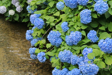 水辺に咲くアジサイ