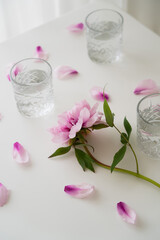 Obraz na płótnie Canvas high angle view of pink peony and glasses with water on white tabletop.