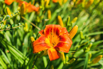 Close-up to orange lily head in garden with buds in background