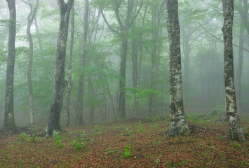 霧がかかる森に立つブナの木