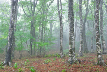 霧がかかる森に立つブナ林