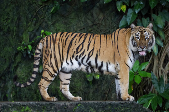 Close up bengal tiger is beautiful animal and dangerous in forest