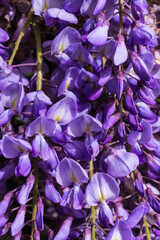 Lilac wisteria inflorescence close up