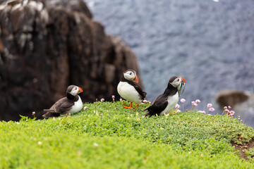 Puffins fishing. Puffin on Saltee Island cliff in Ireland. Breeding sea birds. 