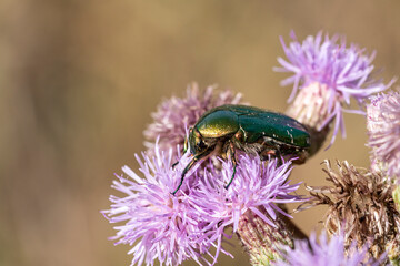 cétoine dorée