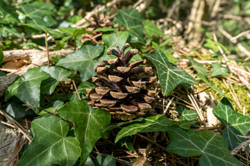 pomme de pin et lierre