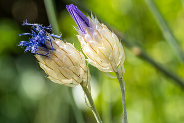 cupidone bleue © Pascal Cointe