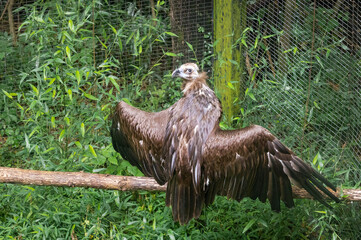 Cinereous Vulture sitting on perch at a zoo in Birmingham Alabama.
