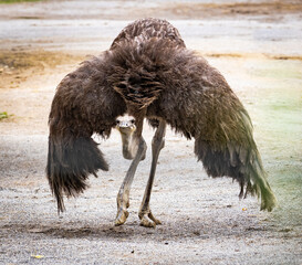 Ostrich strutting forward with wings out in a zoo setting.