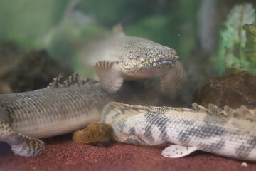 Obraz premium ポリプテルス・オルナティピンニスの顔