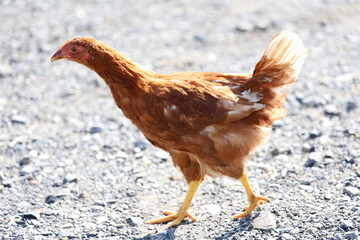 ボリスブラウンという品種の生後2か月の雌鶏　