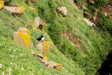 Puffin on Saltee Island cliff in Ireland. Breeding sea birds. 