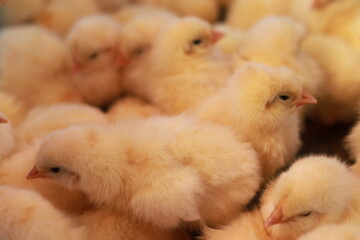 たくさんのふわふわヒヨコ