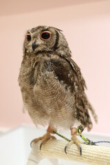 お目目の可愛いミミズク全身